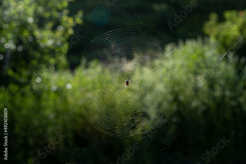 spider big and round cobweb in which stands a beautiful big spider and the background is sunlit dark green
