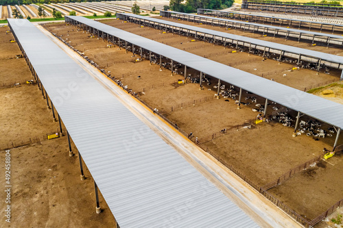 Aerial Shot of Large Cattle raising facility with rows of Calf Pens  photo