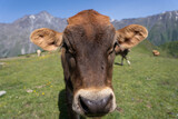 a close-up of a young cow's face when she looks directly at it