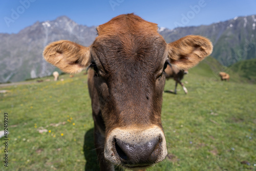 a close-up of a young cow s face when she looks directly at it