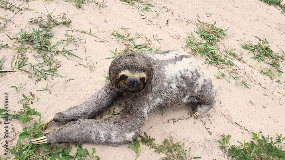 Fototapeta premium Oso_Perezoso