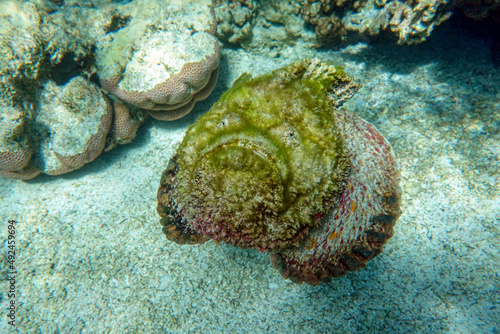 Stonefish (Synanceia verrucosa), Red sea,  photo