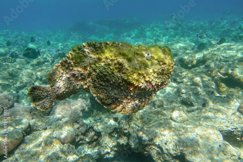 Stonefish (Synanceia verrucosa), Red sea, 