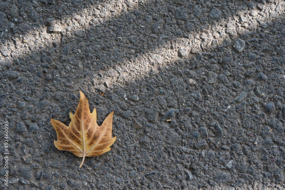 dry and gray asphalt on which a beautiful brown maple leaf has fallen, which is illuminated by warm sunlight dry and gray asphalt on which a beautiful brown maple leaf has fallen, which is illuminated by warm sunlight