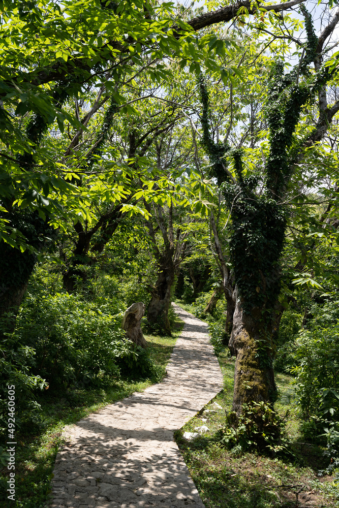 Fototapeta premium a dramatic sunny fairytale park with a cobbled path and old mossy trees along it