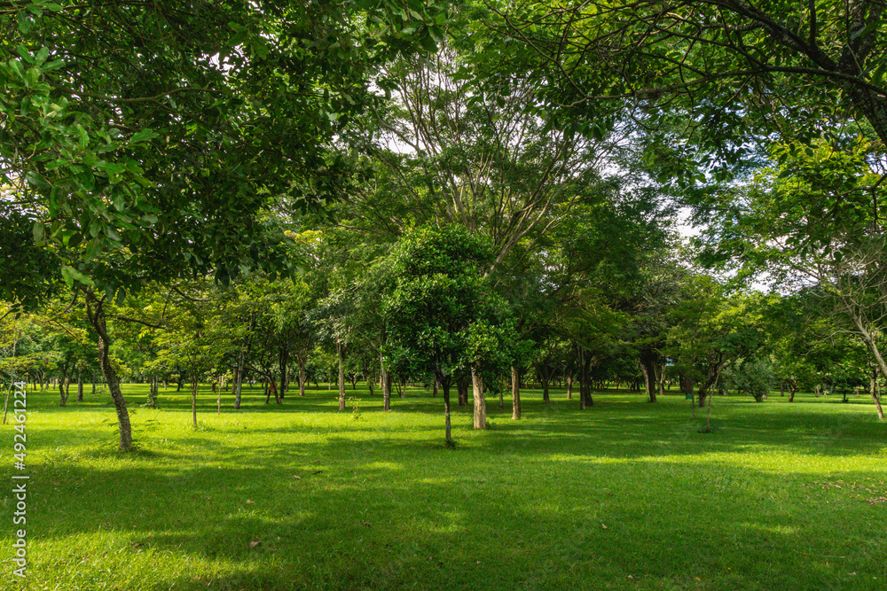 Paisagem natural na Pampulha, na cidade de Belo Horizonte, Estado de Minas Gerais, Brasil Paisagem natural na Pampulha, na cidade de Belo Horizonte, Estado de Minas Gerais, Brasil