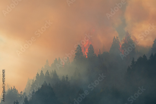 Forest fires caused by global climate change. 