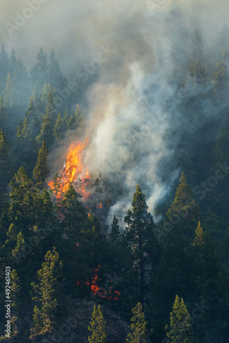 Forest fires caused by global climate change.