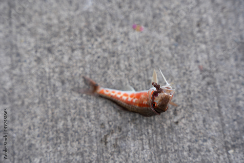 a small fish with a colorful side lies on a gray concrete floor photo