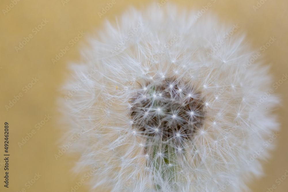 Fototapeta premium Closed Bud of a dandelion. Dandelion white flowers in green grass.