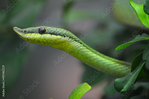 Green snake in tree