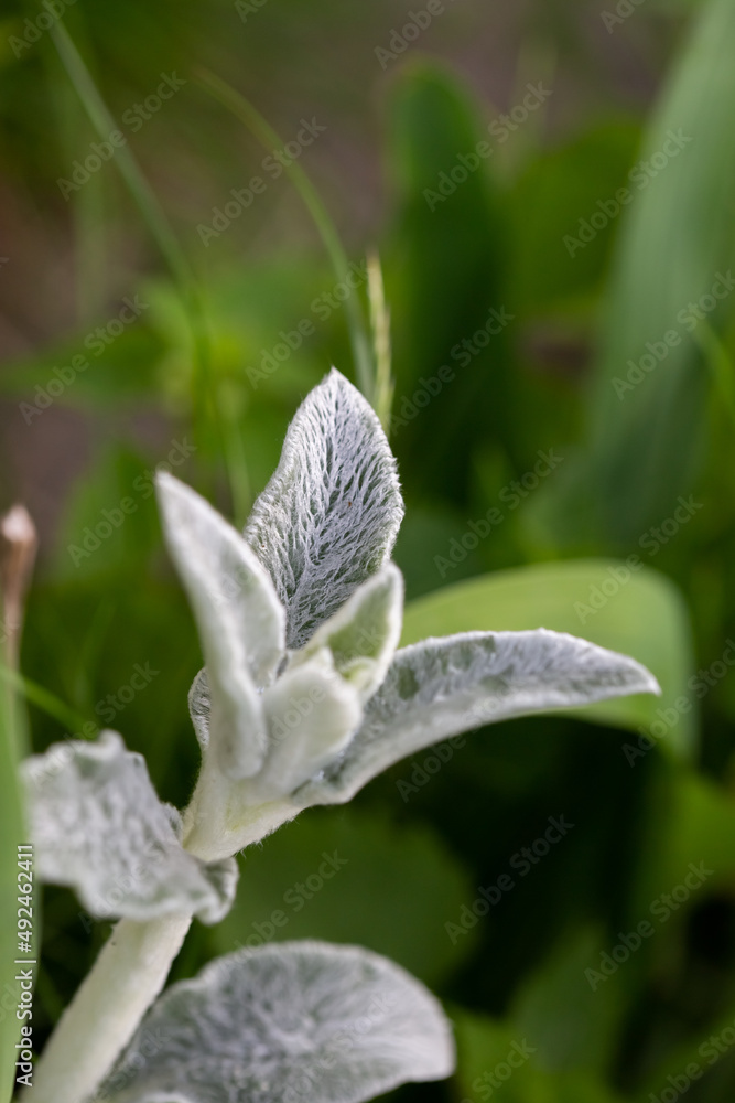 Ornamental grass in the garden with fluffy light green fleshy leaves Ornamental grass in the garden with fluffy light green fleshy leaves