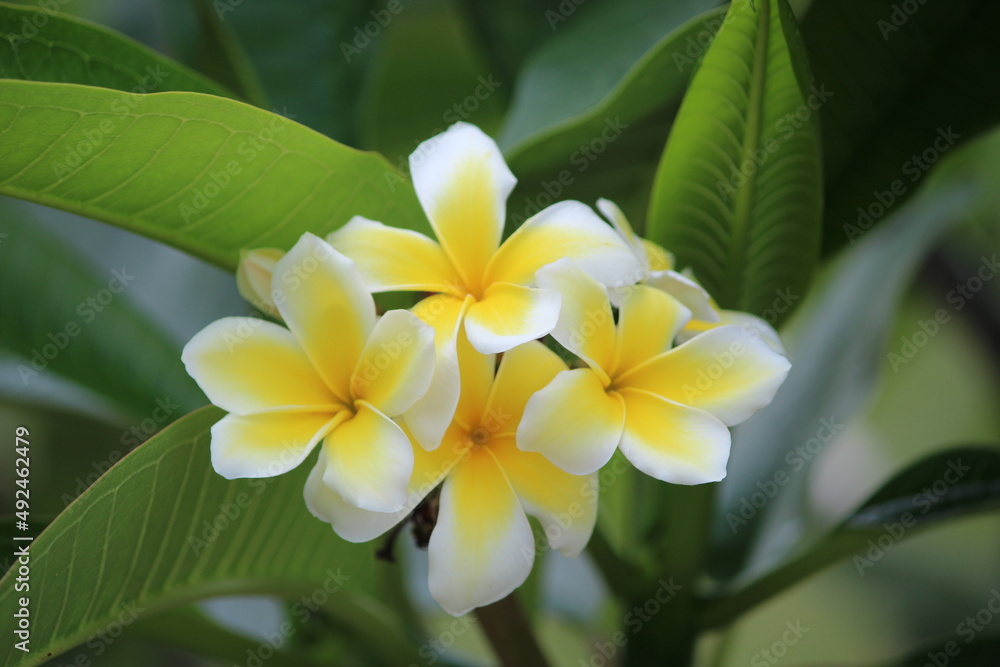 yellow plumeria flower yellow plumeria flower