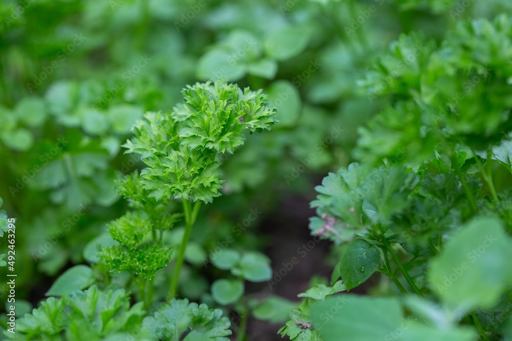 Green parsley in the garden with selective focus and blurred background Green parsley in the garden with selective focus and blurred background
