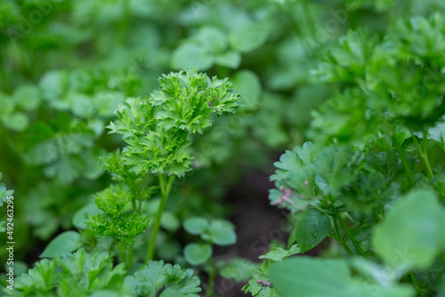 Green parsley in the garden with selective focus and blurred background