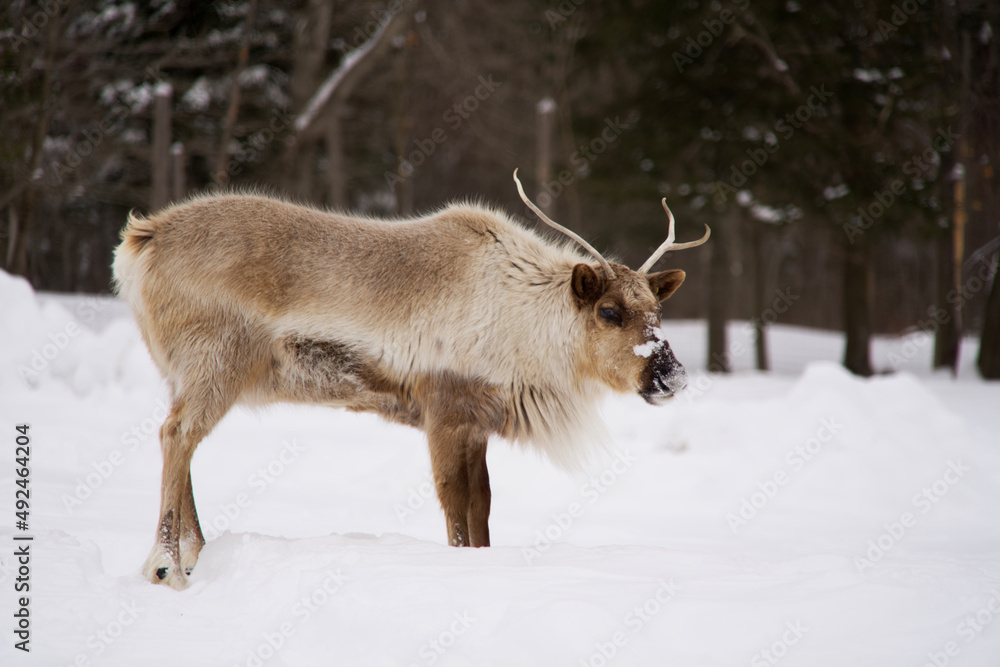 Naklejka premium A lone elk in winter