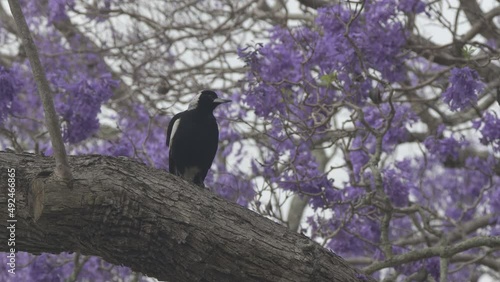 close view of an australian magpie perched on a large jacaranda tree in flower during the jacaranda festival at grafton in nsw, australia photo