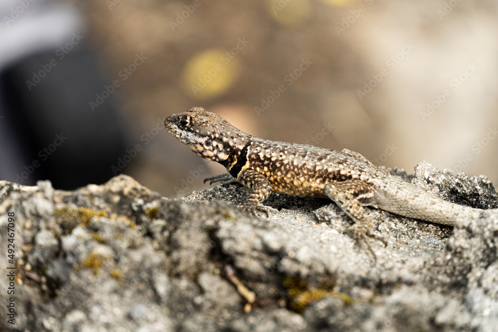 Lizard on top of rock on the hill in Rio de Janeiro, Brazil. Selective focus Lizard on top of rock on the hill in Rio de Janeiro, Brazil. Selective focus