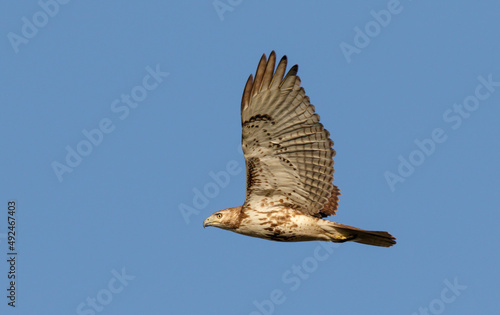 Red-tailed hawk (Buteo jamaicensis) flying, Galveston, Texas, USA.