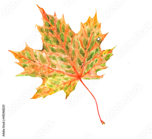 Autumn maple leaf is painted in watercolor on white paper.