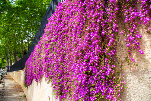 purple panicle tree is locally plant of japan, wisteria grown in İstanbul,. Green grass backgrpond photo