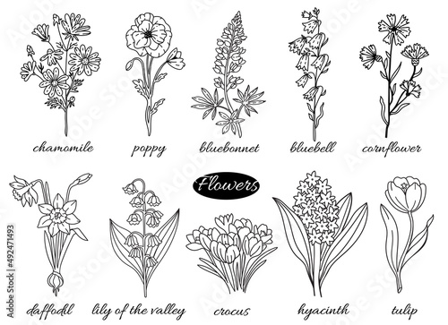 Flowers. Vector line art illustration: chamomile, poppy, bluebonnet, bluebell, cornflower, daffodil, lily of the valley, crocus, hyacinth, tulip