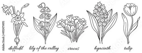 Flowers. Vector line art illustration: daffodil, lily of the valley, crocus, hyacinth, tulip