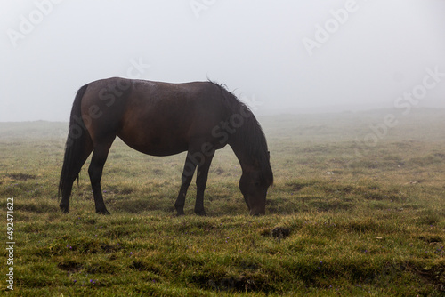 Misty view of a horse in Rila mountains  Bulgaria