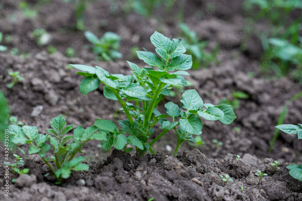 Small potato plant growing in the grooves, green leaves of potato plant Small potato plant growing in the grooves, green leaves of potato plant