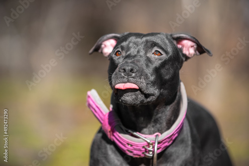 Portrait of funny American pit bull terrier in a big pink collar, who playfully shows its tongue during a walk, front view, blurred background. Dispelling discrediting myths about the breed