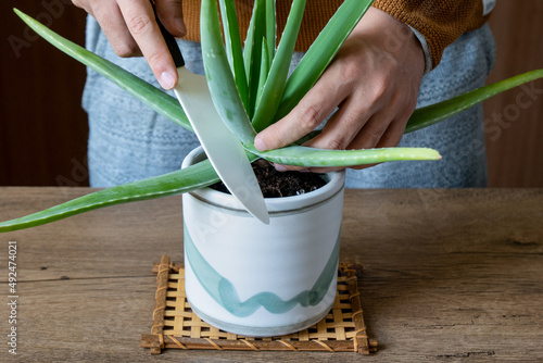 Hands cutting aloe vera leaf.