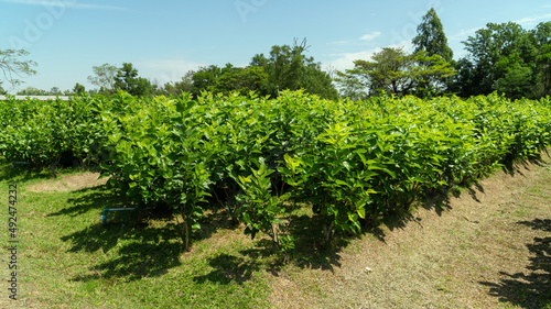 Growing mulberry tree at field, mulberry plantation, Mulberry field, food for silkworm. photo