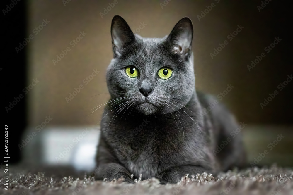 Adorable Russian Blue purebreed cat laying on carpet