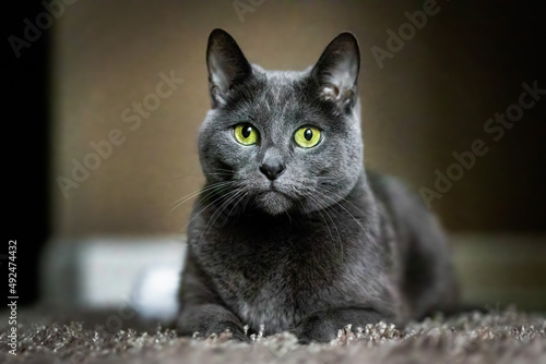 Obraz na płótnie Adorable Russian Blue purebreed cat laying on carpet w salonie