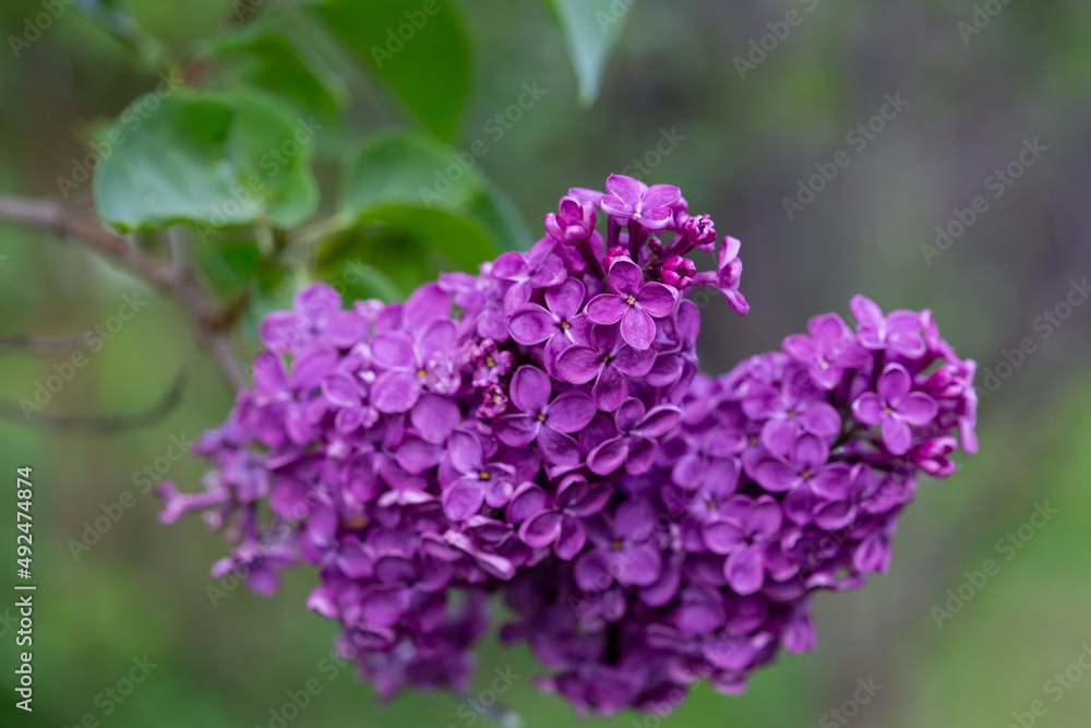 Purple Lilac flowers closeup view on the bush Purple Lilac flowers closeup view on the bush