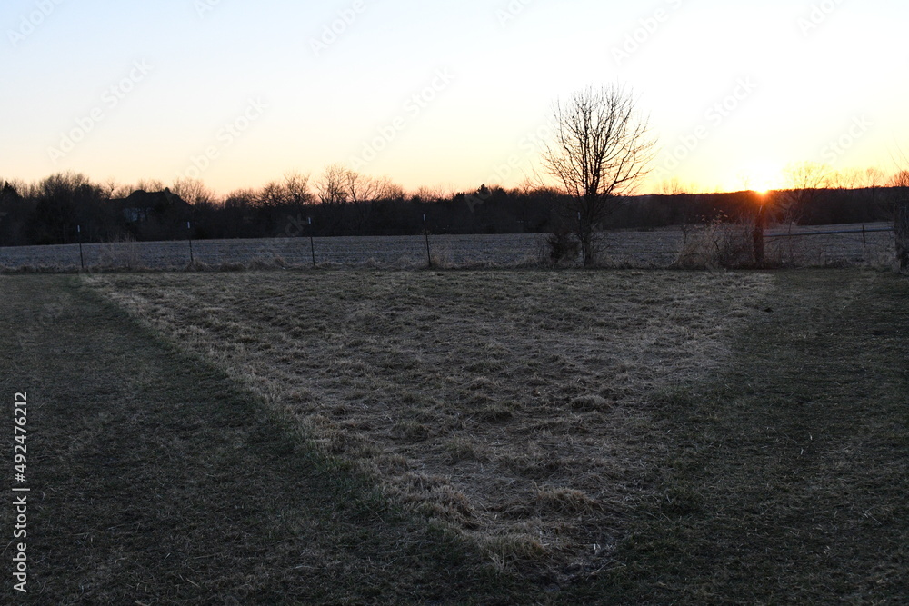 Grass in a Rural Farm Field