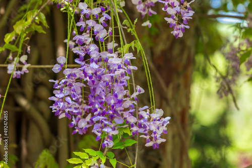 purple panicle tree is locally plant of japan  wisteria grown in   stanbul . Green grass backgrpond
