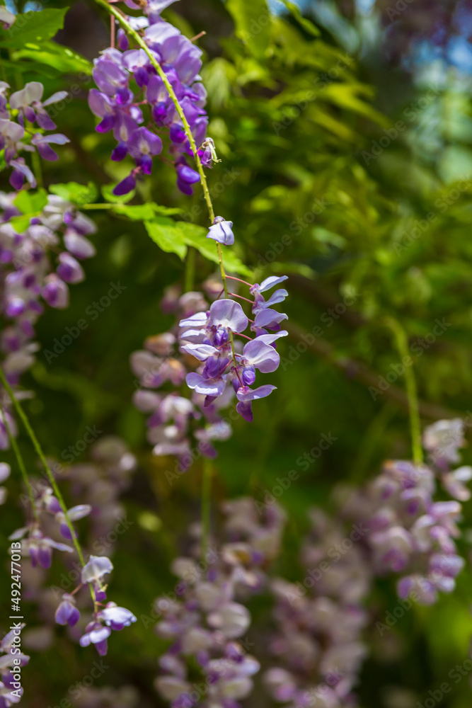 purple panicle tree is locally plant of japan, wisteria grown in İstanbul,. Green grass backgrpond purple panicle tree is locally plant of japan, wisteria grown in İstanbul,. Green grass backgrpond