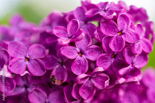 Purple Lilac flowers closeup view on the bush © галина шарапова