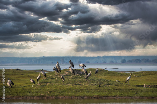 Flocks of long-billed birds cling to the plains against the cloudy sky in the background.