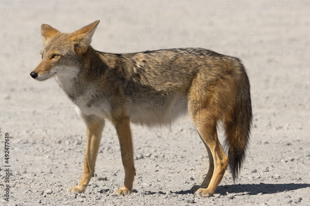 Coyote, Canis latrans, shown in Death Valley National Park, California.