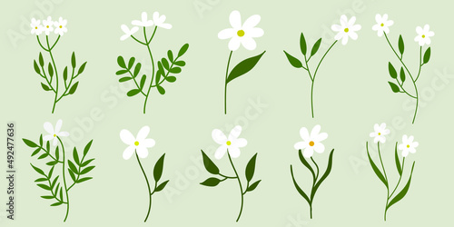 White Flower Illustration