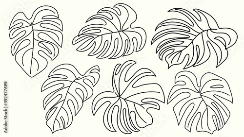 Monstera Leaf Illustration