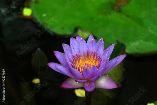 pink water lily