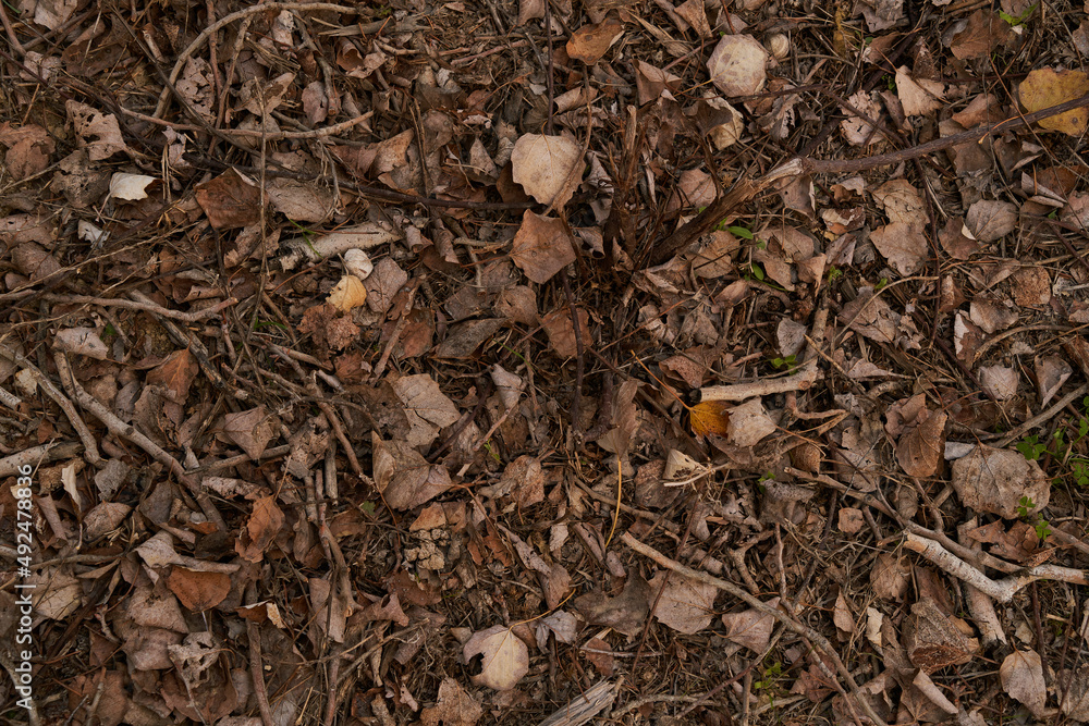 dry autumn leaves on the ground