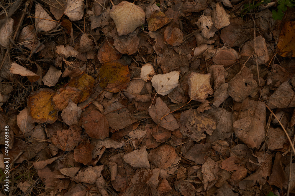 dry autumn leaves on the ground