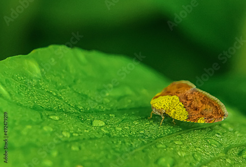 Ricaniidae on a green leaf. Ricaniidae is a family of planthopper insects, containing over 40 genera and 400 species worldwide. 
