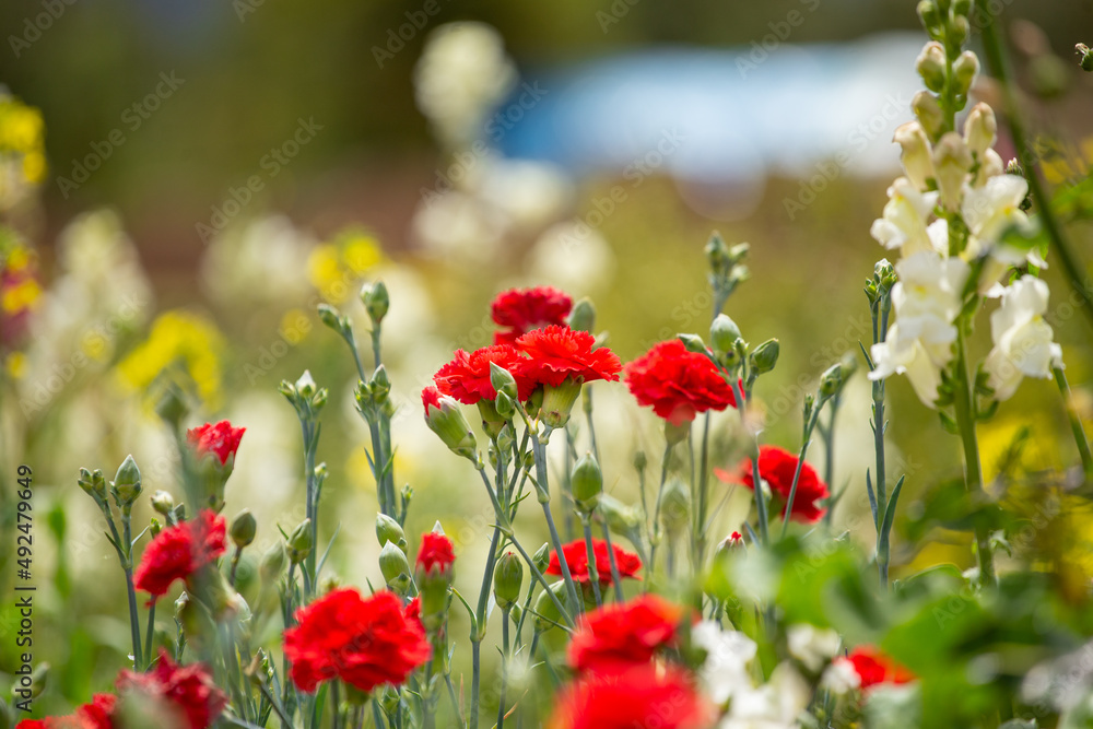 Flores rojas en una huerta Flores rojas en una huerta