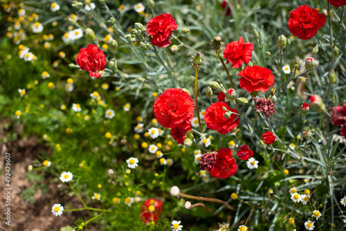 Flores rojas en una huerta