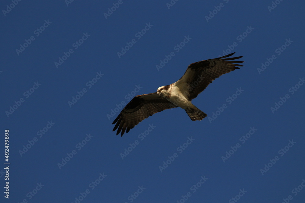 Osprey flying against a dark blue sky Osprey flying against a dark blue sky